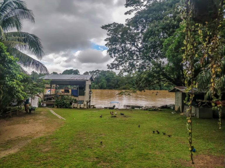 Stalking Wild Orangutans on Kinabatangan River [For 2024] | On My Canvas