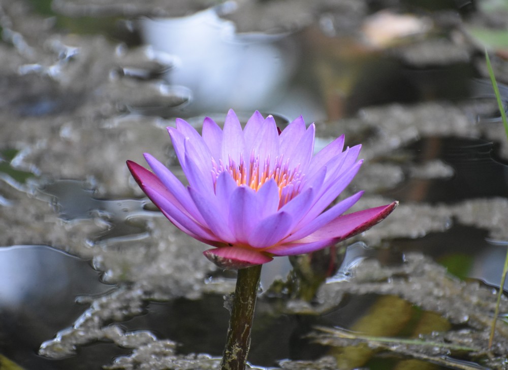 a lily close growing in a pond in wayanad kerala