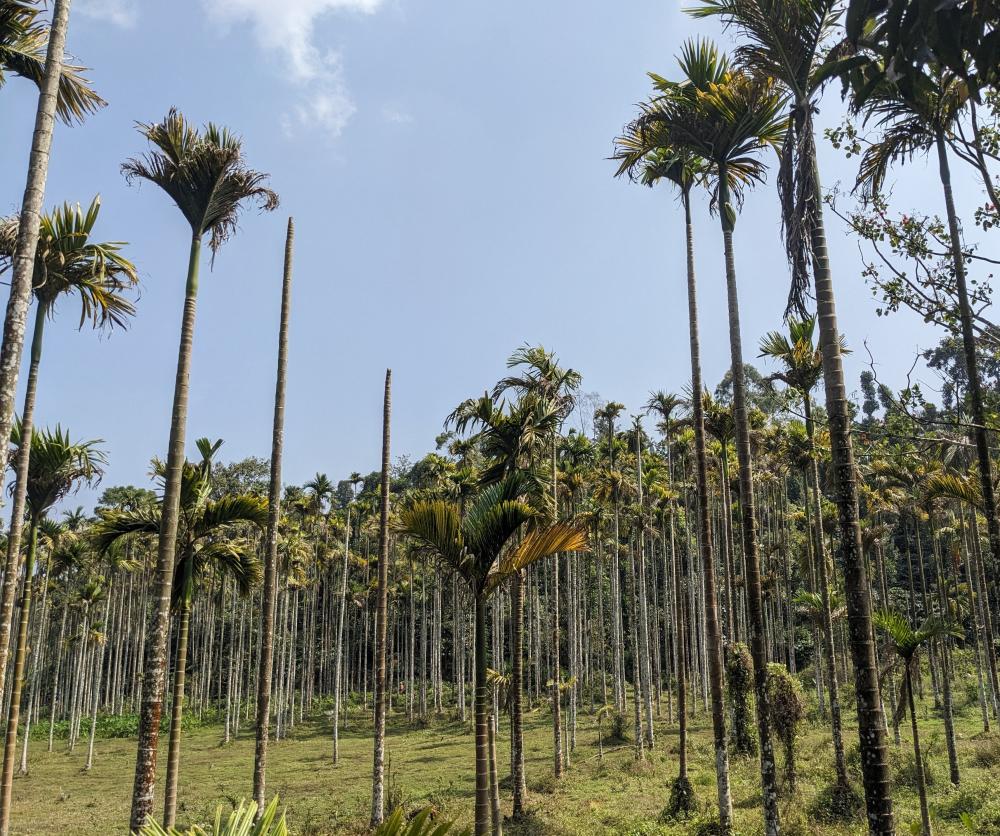 betel nut trees in Kerala state wayanad district