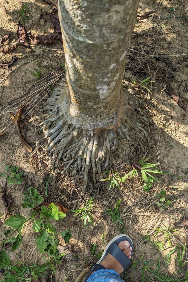 the roots of a sunny coconut palm in kerala