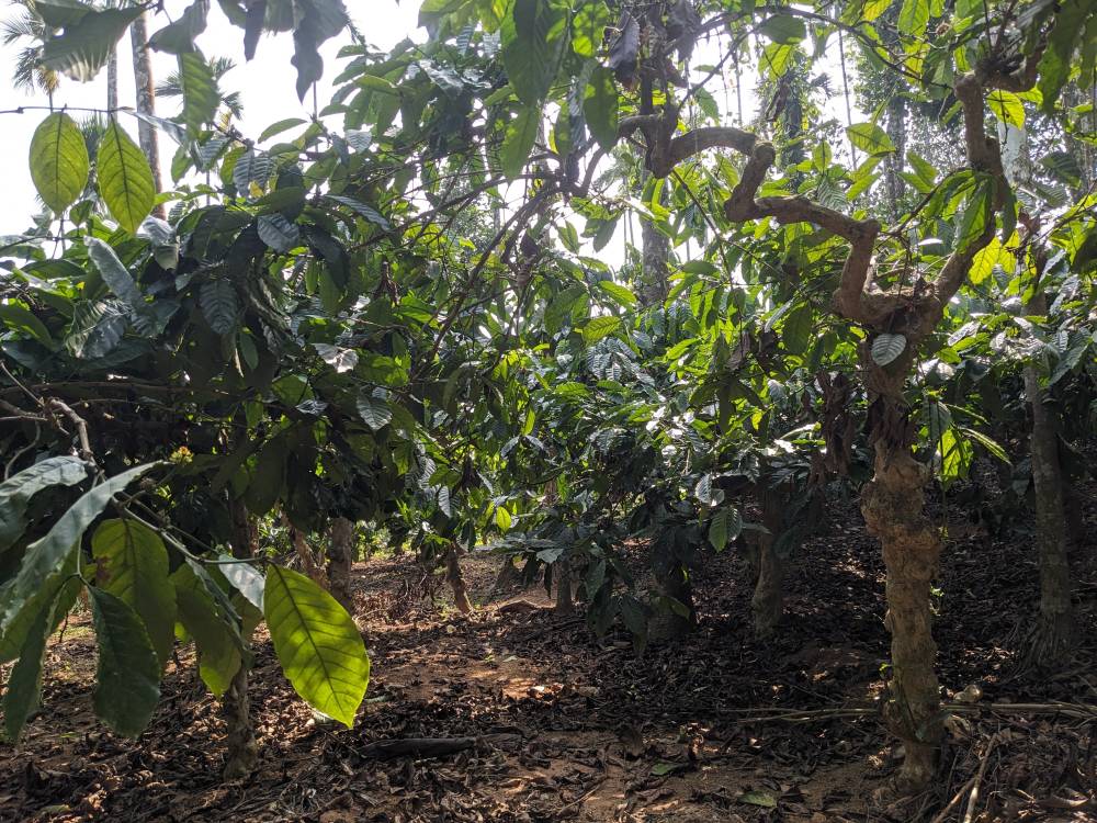 zigzag coffee plants in a wayanad village plantation kerala