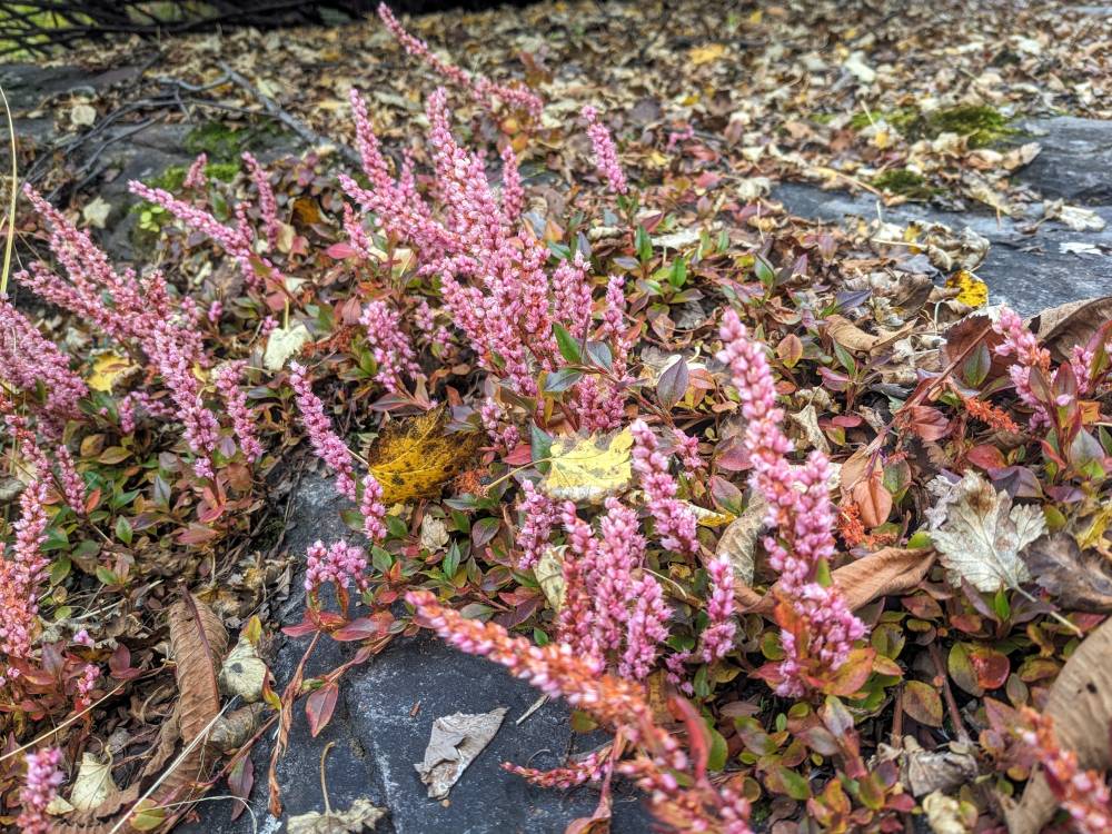 pink flowers on the ground