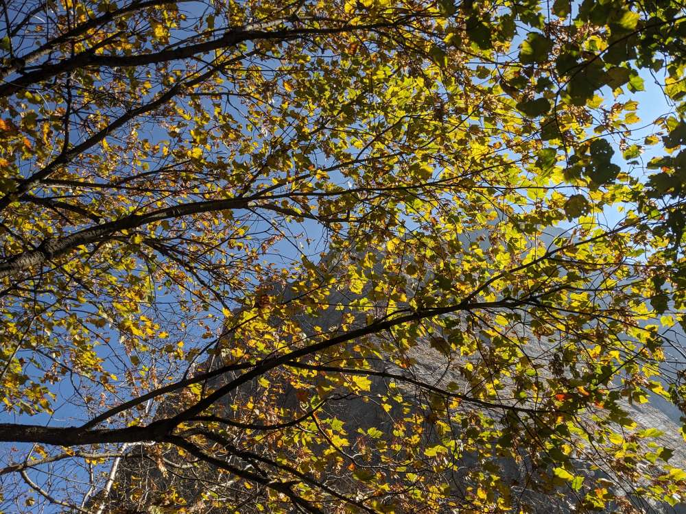 a tree with green and yellow leaves all shining in the sunlight